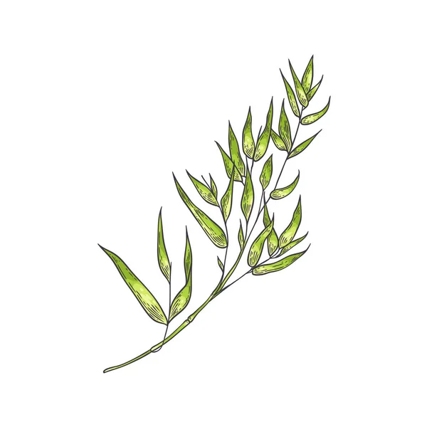 Bambu grön stjälk med blad i skiss stil isolerad på vit bakgrund. — Stock vektor