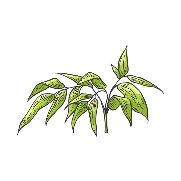 Rama de bambú con hojas verdes en estilo sketch . — Vector de stock