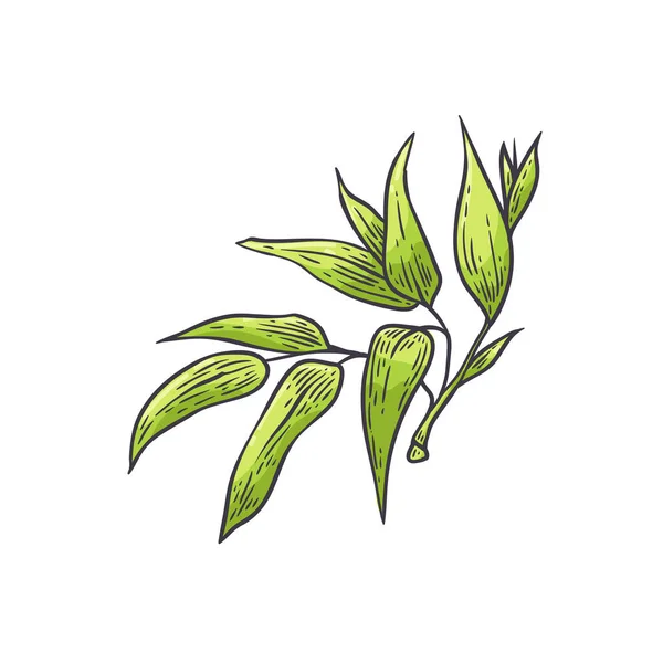 Bambus zielony liści - ilustracja wektorowa tradycyjnych azjatyckich bambu zen rośliny w styl szkic. — Wektor stockowy