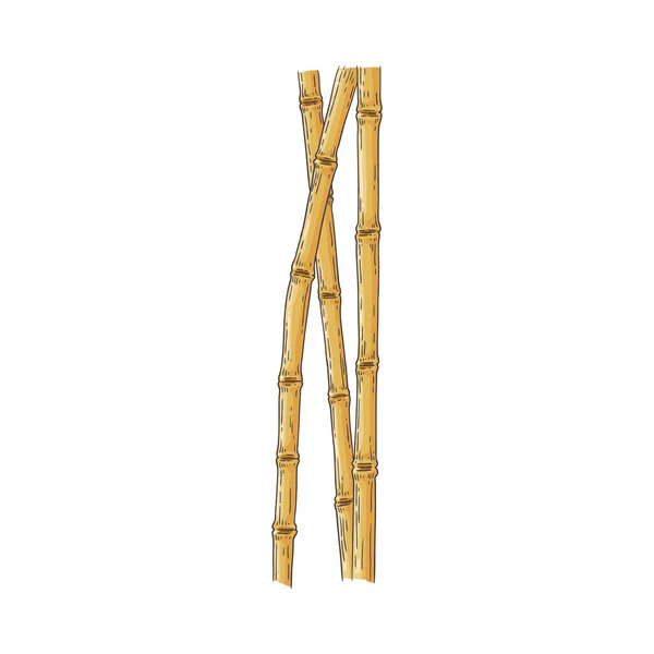 Bundle of brown bamboo sticks in sketch style isolated on white background. — Stock Vector