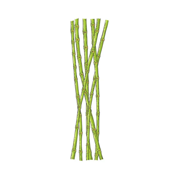 Pacchetto di steli di bambù verde in stile schizzo isolato su sfondo bianco . — Vettoriale Stock