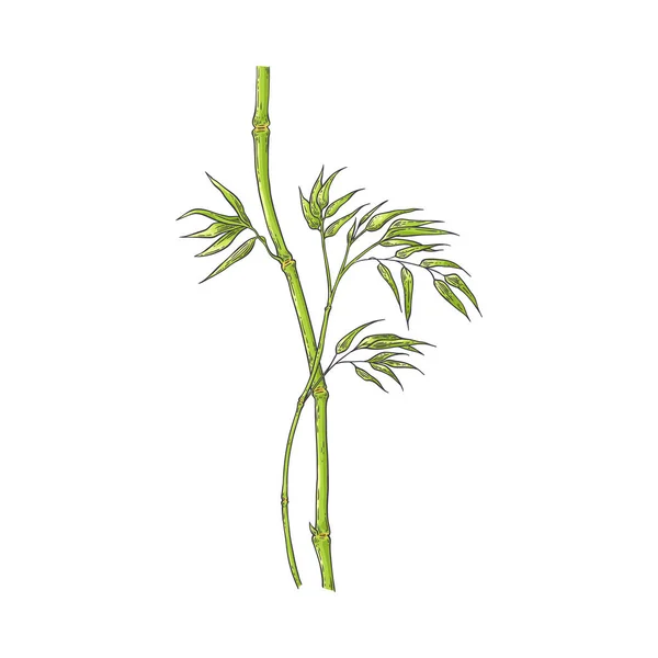 Bamboo stick with green leaves in sketch style. — Stock Vector