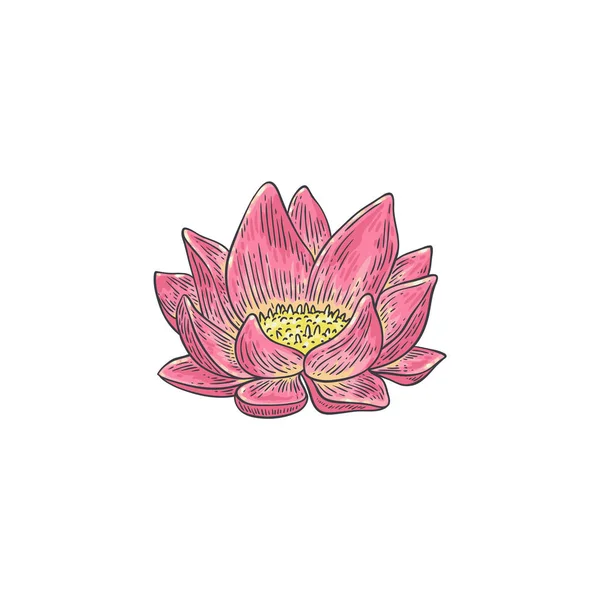 Lotus vektoros illusztráció - kézzel húzott rózsaszín tavirózsa elszigetelt fehér background. — Stock Vector