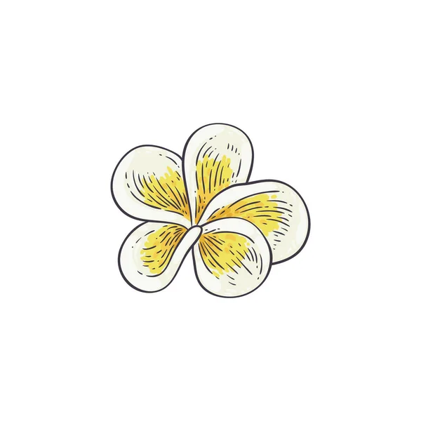 Plumeria vectorillustratie in schets stijl - mooie witte en gele open frangipani bloom. — Stockvector