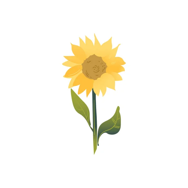 Κινούμενα σχέδια επίπεδη καλοκαίρι λουλούδι του κίτρινου και πράσινου ηλιοτρόπιο. — Διανυσματικό Αρχείο