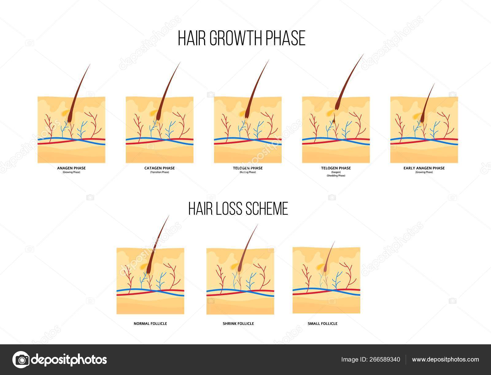 Scheme of human hair loss stages and growth phase flat style Stock Vector Image by ©Sabelskaya #266589340 Scheme of human hair loss stages and growth phase flat style Stock Vector Image by ©Sabelskaya #266589340