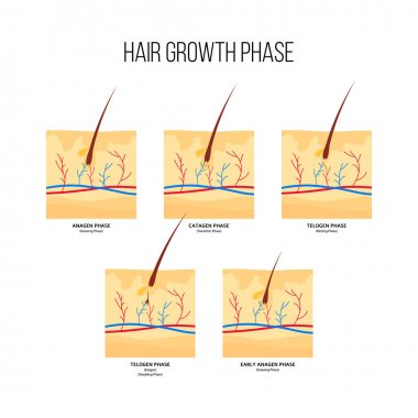 Human hair growth phase scheme flat style clipart