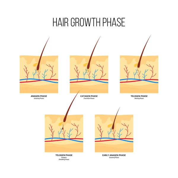 Hair growth diagram Vector Art Stock Images | Depositphotos