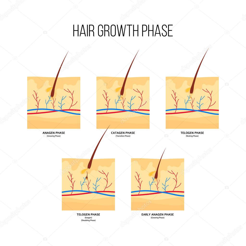 Human hair growth phase scheme flat style