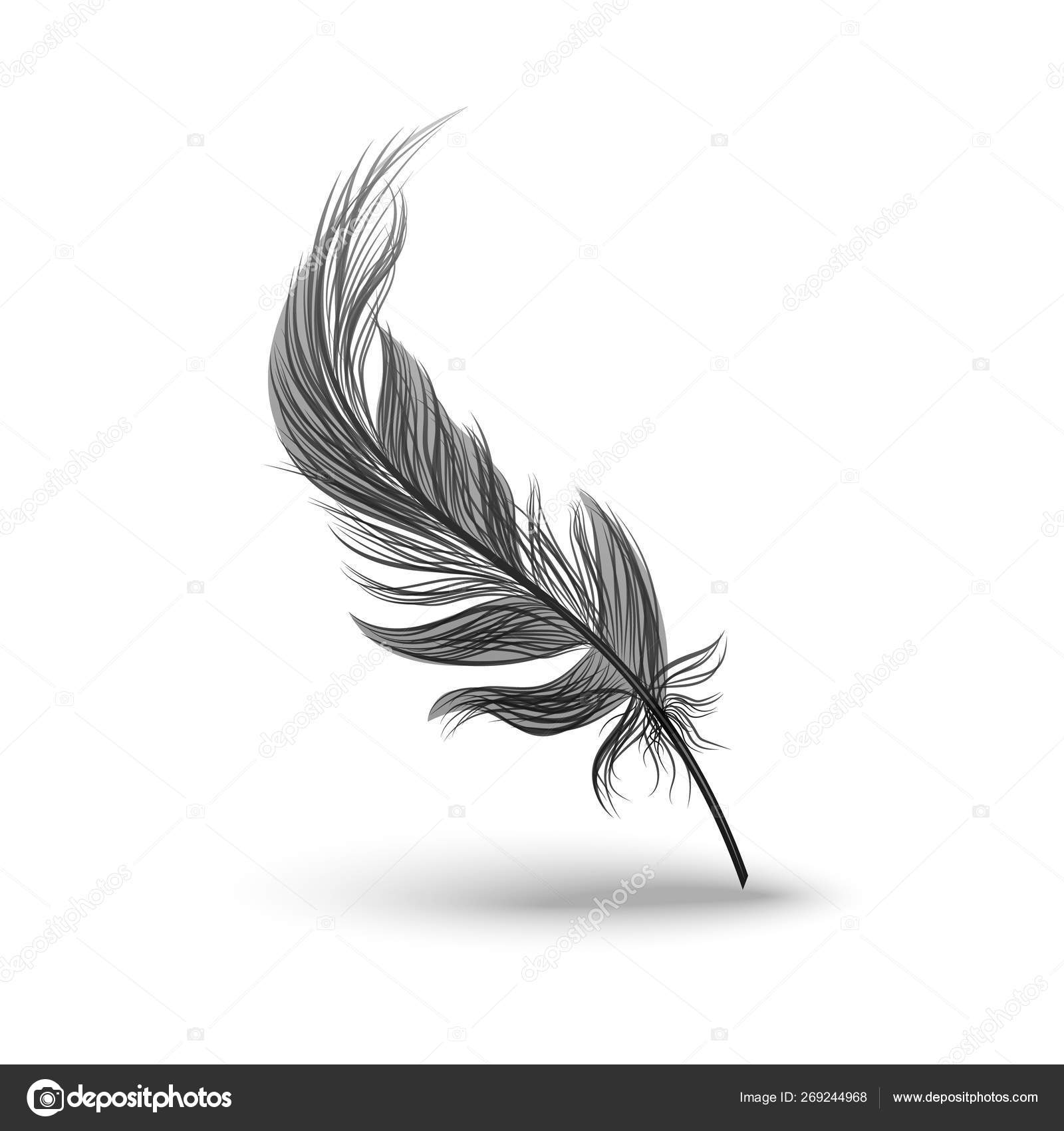 Download Black falling fluffy feather vector illustration isolated ...