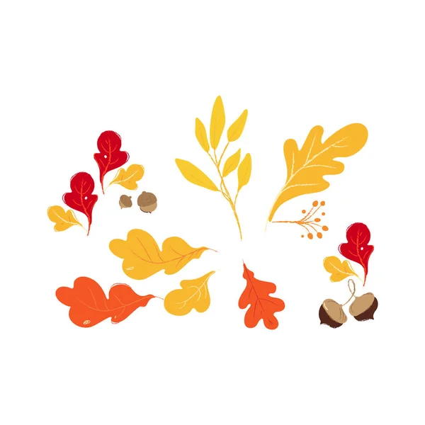 Conjunto de hojas de roble rojo, naranja y amarillo de otoño y otoño y bellotas marrones . — Vector de stock