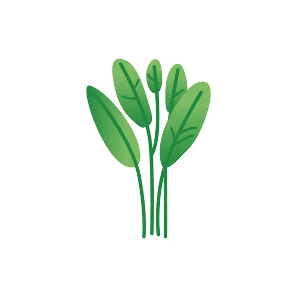 Ramoscelli e rami di foglie verdi — Vettoriale Stock
