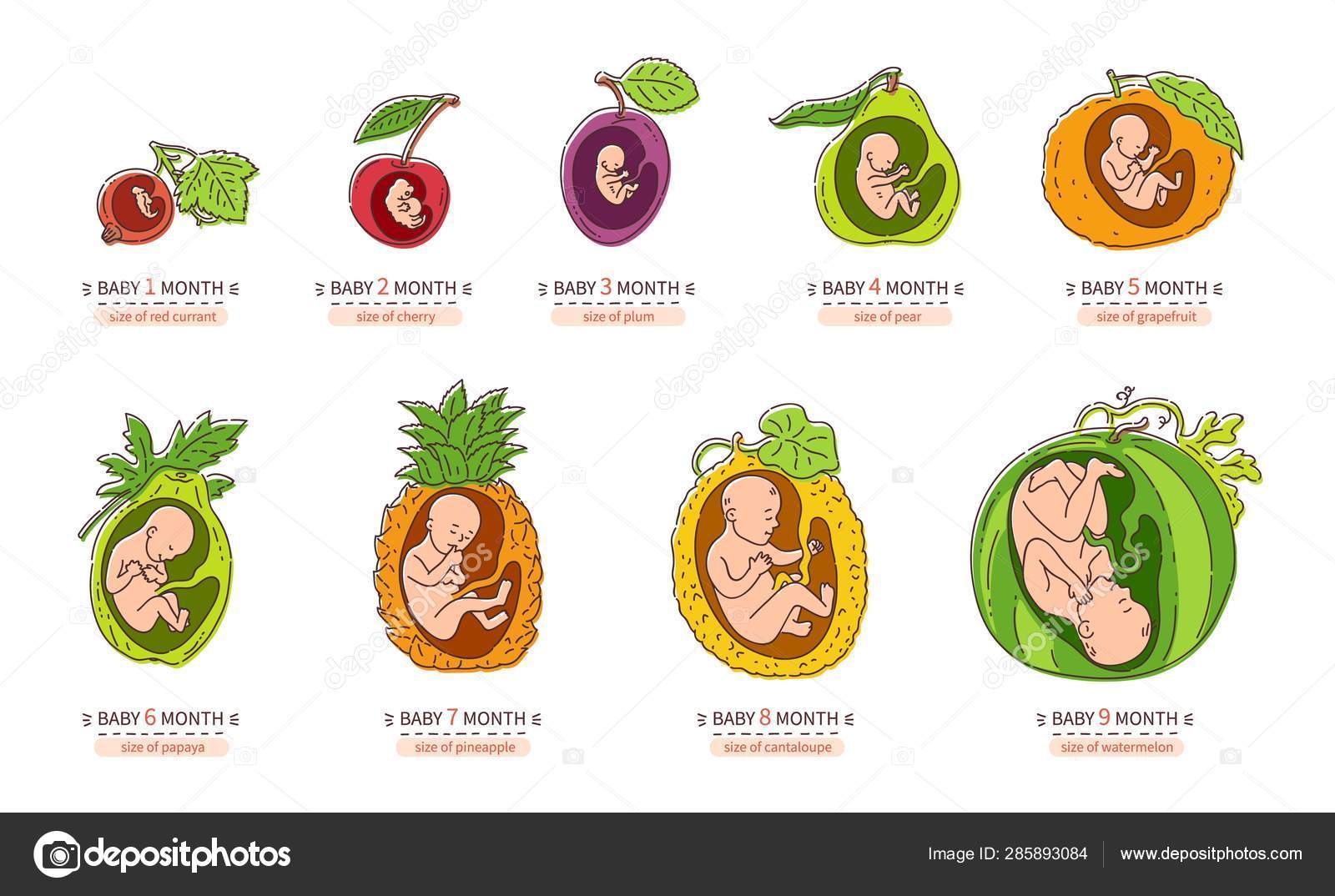 Fetal Growth Chart Fruit