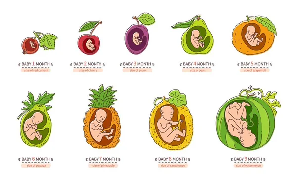 Embryo maand fase groei zwangerschap foetale ontwikkeling vector platte infographic pictogrammen — Stockvector