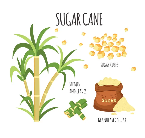Caña de azúcar mano dibujado vector ilustración conjunto con tallos de plantas de granja dulce — Archivo Imágenes Vectoriales