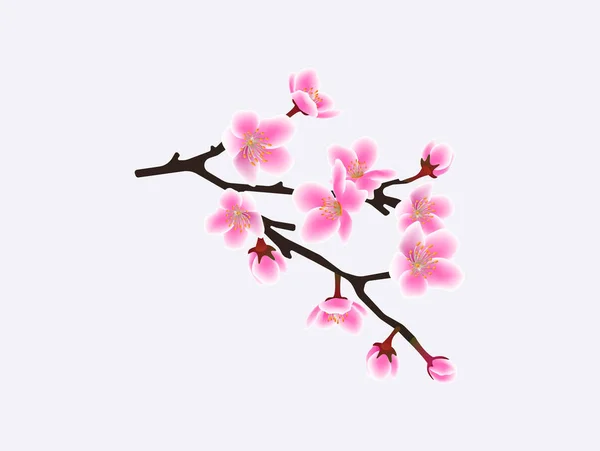Sakura Tree Branch isolerad på vit bakgrund-Pink Cherry Blossom blommor — Stock vektor