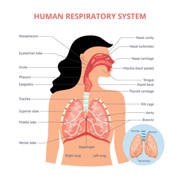 Respiratory system of human the anatomy of airways vector medical banner or placard illustration with names of breathing organs. Physiology educational diagram. — Stock Vector