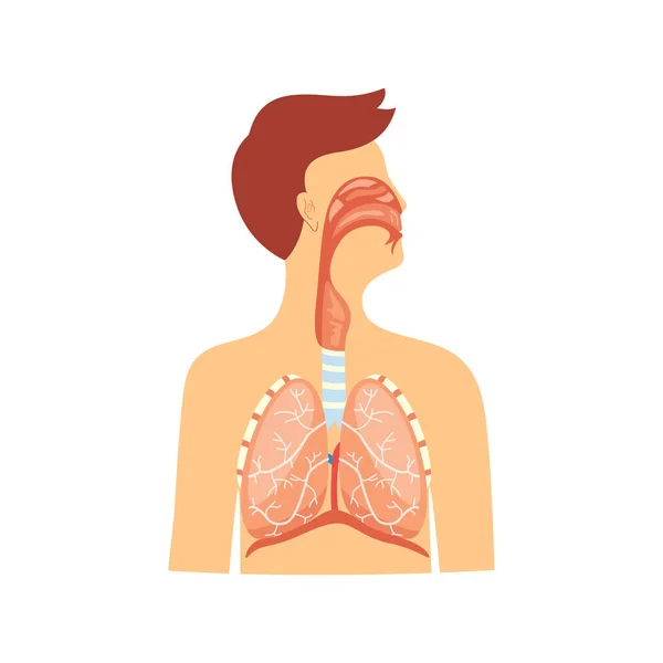 Esquema médico anatómico de ilustración vectorial del sistema respiratorio aislado . — Vector de stock