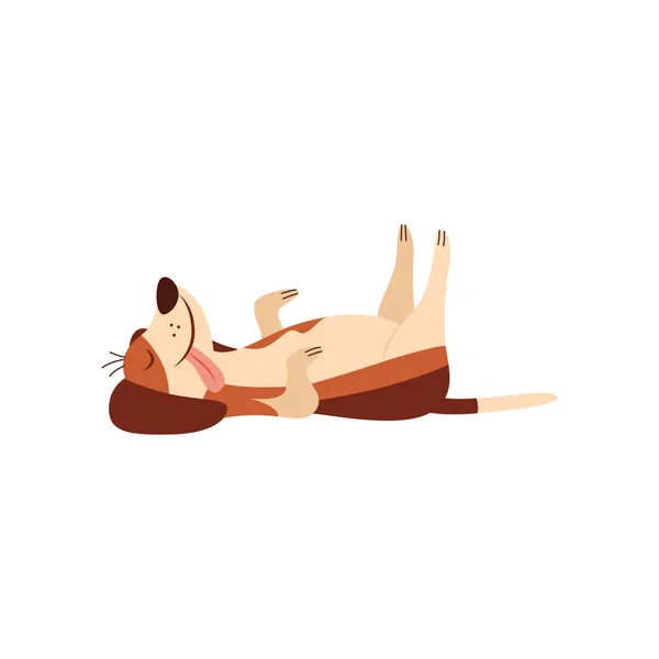 Pigro cane beagle posa sulla schiena fumetto piatto vettore illustrazione isolato . — Vettoriale Stock