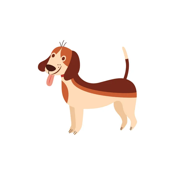 Vtipný bígl pes s jazykem vyčnívat karikatura plochý vektor ilustrace izolované. — Stockový vektor