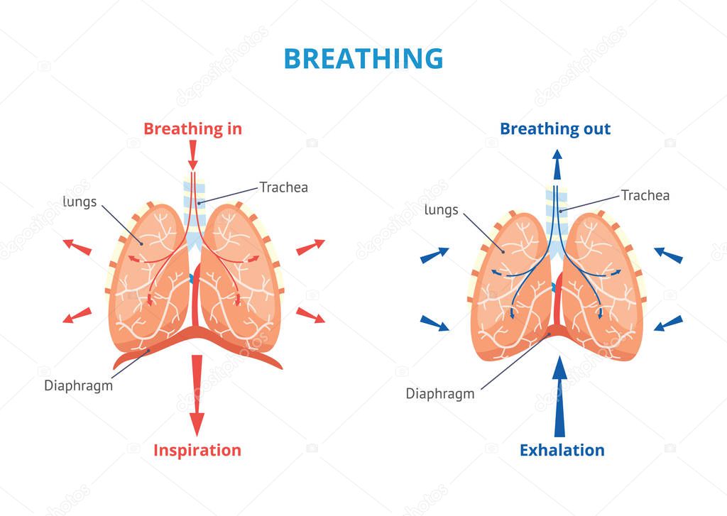 Respiratory system of human the breathing airway vector medical illustration..