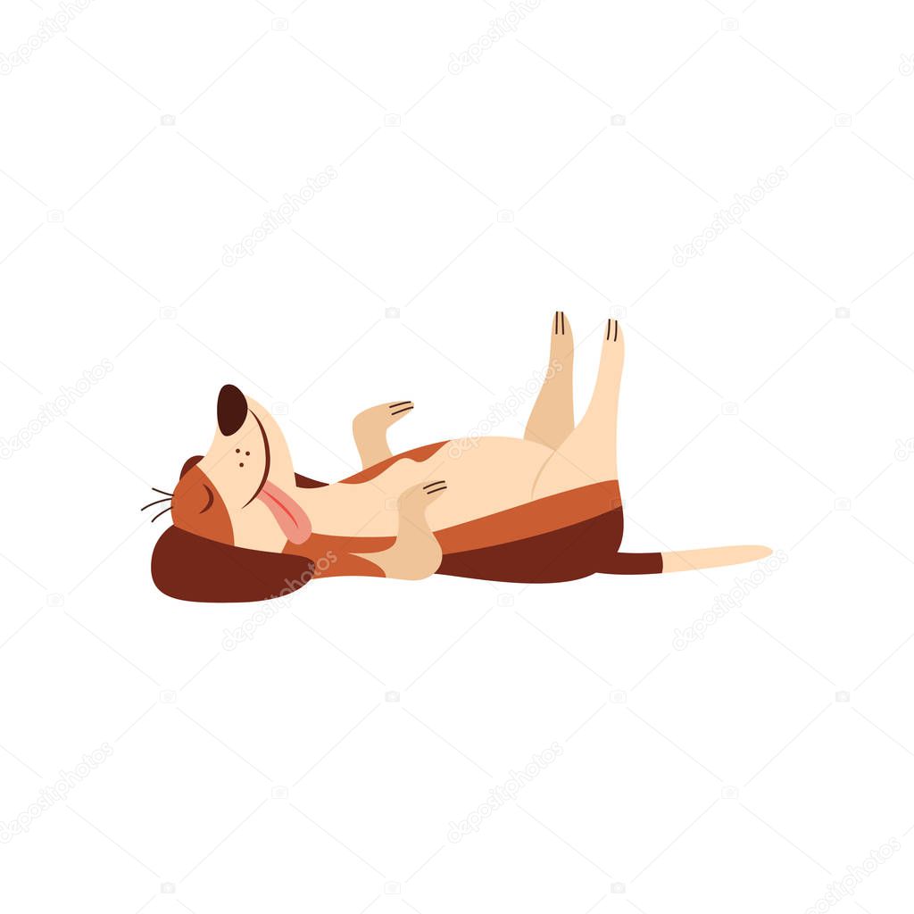 Lazy dog beagle laying on his back comic cartoon flat vector illustration isolated.