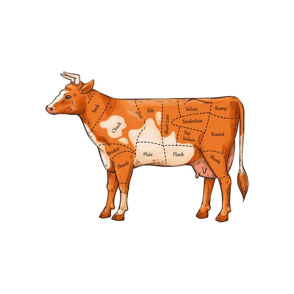 牛スケッチベクトルイラストを背景に分離した肉ポスターのカット. — ストックベクタ