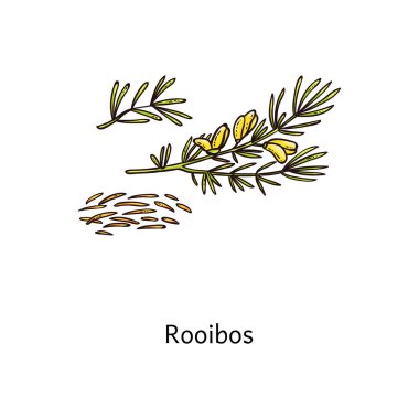 Roobos plant drawing with fresh green leaf and steeps twigs clipart
