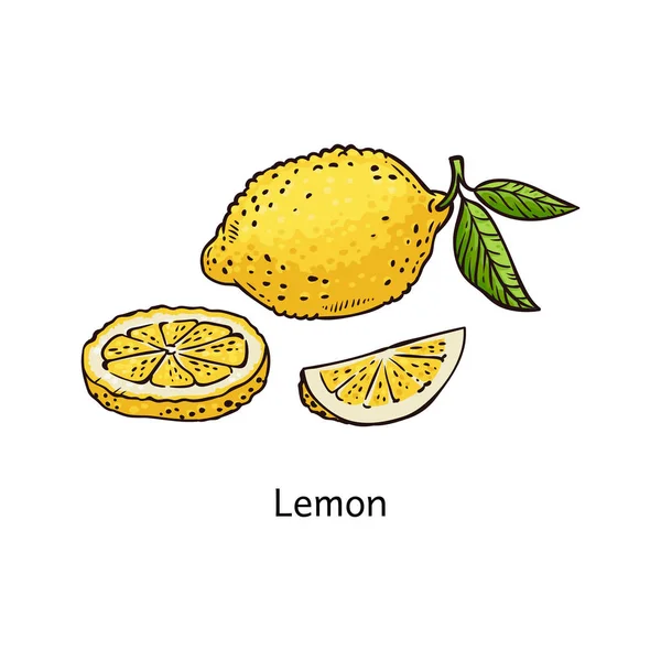 黄色のレモンの描画 - 白い背景にスライスし、全体の分離された新鮮な柑橘系の果物 — ストックベクタ