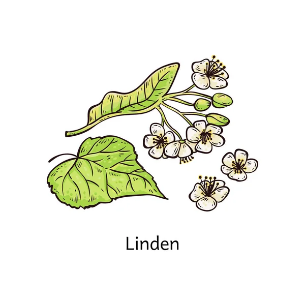 Natürlicher Lindenzweig mit Blättern und Blüten Skizze Vektorillustration isoliert. — Stockvektor