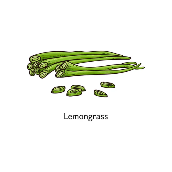 Lemongrass növény rajz-friss zöld gyógynövény szár halom egész és szeletelt — Stock Vector