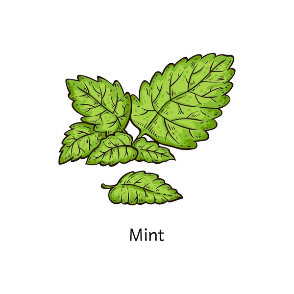 Minzblatt-Zweigzeichnung isoliert auf weißem Hintergrund — Stockvektor