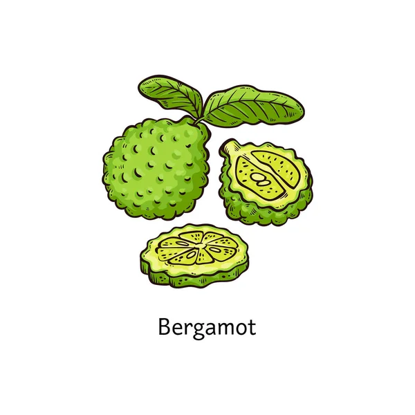 Απομονωμένο σχέδιο με φρούτα του Περγαμόντο — Διανυσματικό Αρχείο