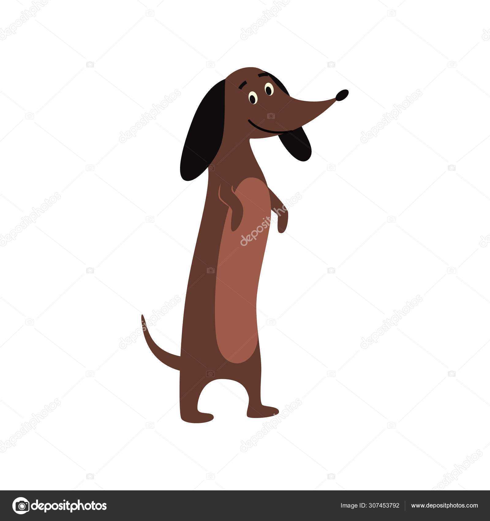 Dachshund or teckel puppy standing flat cartoon vector illustration  isolated. Stock Vector Image by ©Sabelskaya #307453792