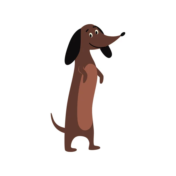 Dachshund or teckel puppy standing flat cartoon vector illustration isolated. — Stock Vector