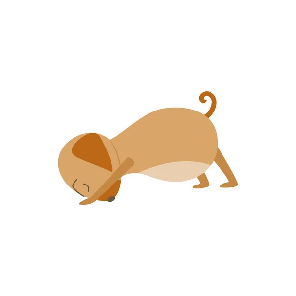 Perro marrón estirándose en postura de yoga, mascota de dibujos animados en posición hacia abajo — Vector de stock