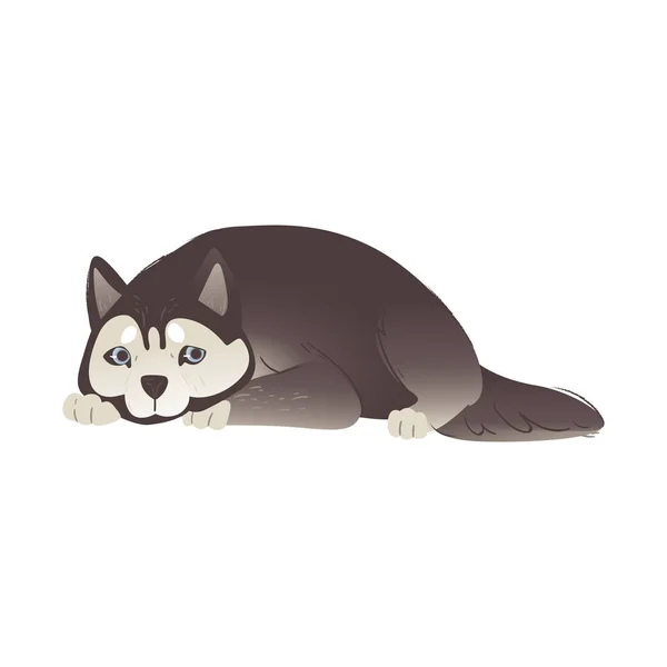 Alaskan Malamute or siberian husky dog laying flat vector illustration isolated. — Stock Vector