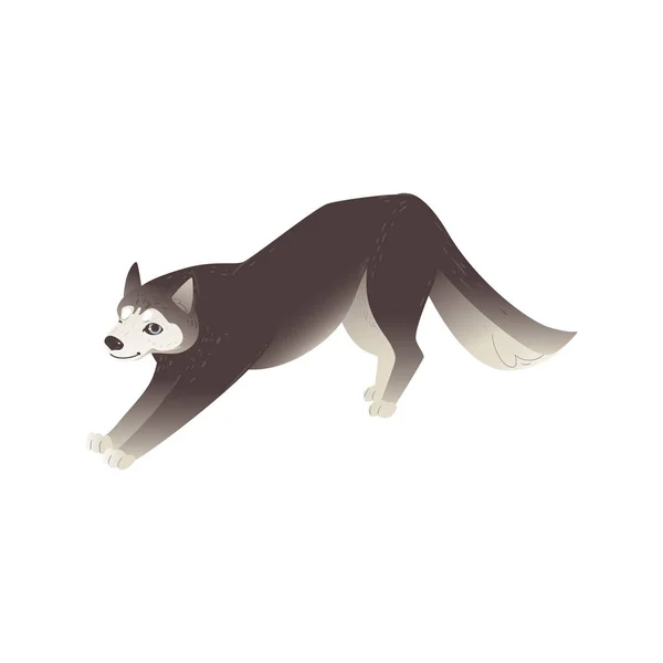 North Husky dog or ALaskan Malamute puppy flat vector illustration isolated. — Stock Vector