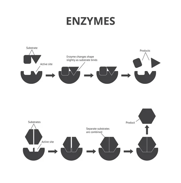 Silhouetten der chemischen Reaktion mit Enzymen, wissenschaftlich-medizinisches Schema und Diagramm. — Stockvektor