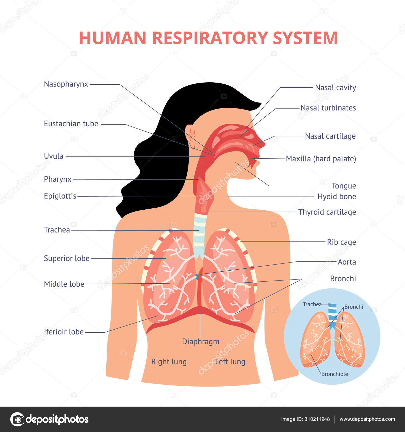 Anatomie du système respiratoire - Organes corps humain