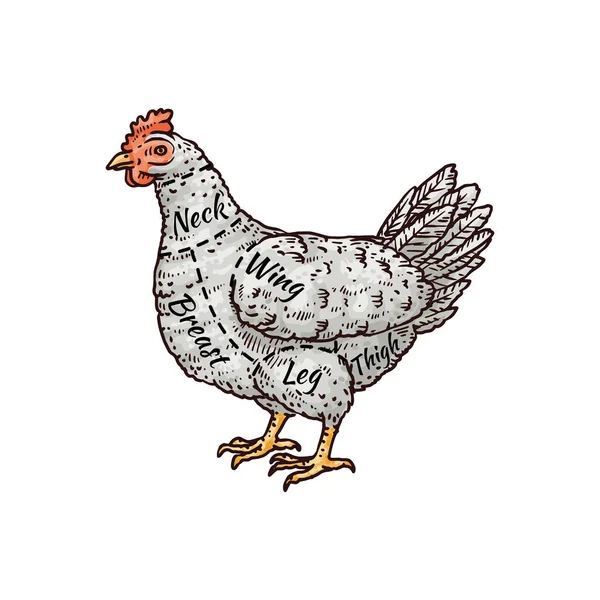Vágott csirkehús - hentes diagram vázlat vektor illusztráció izolált. — Stock Vector
