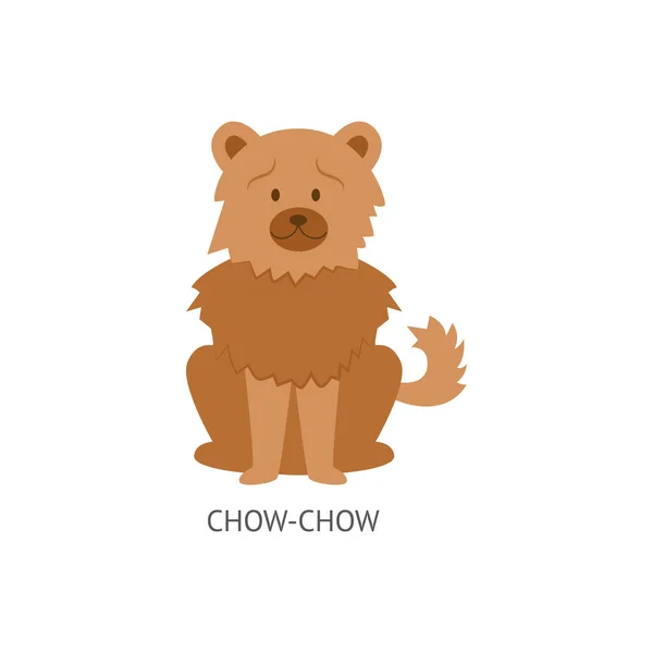 Scheda di razze di cani con Chow-chow furish cucciolo piatto illustrazione vettoriale isolato . — Vettoriale Stock