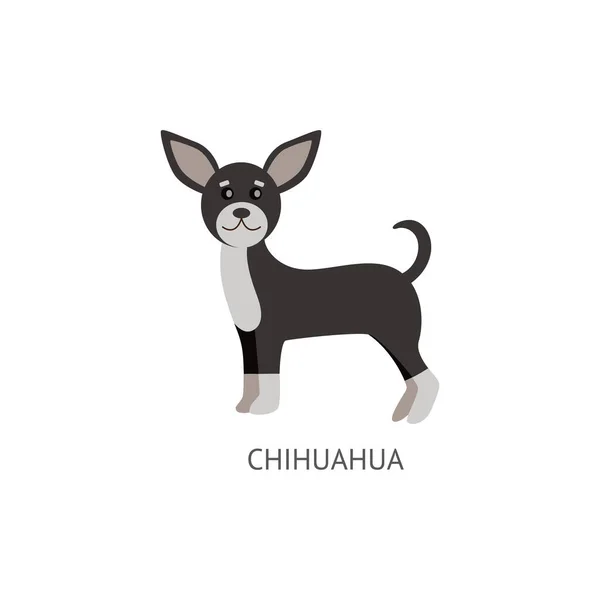 Маленький пес породи Чіхуахуа плоский ілюстрації вектора карикатур ізольований.. — стоковий вектор