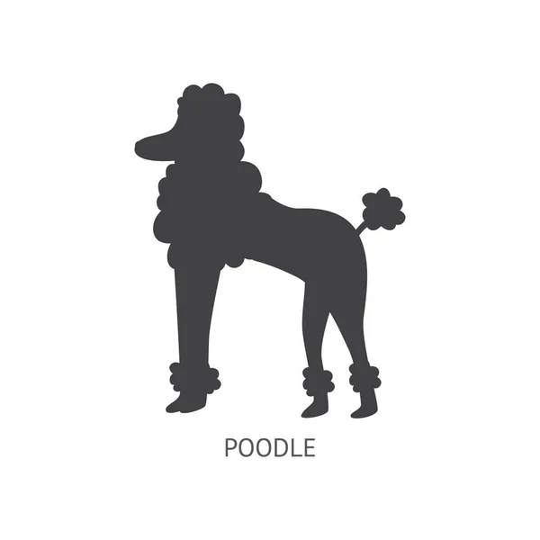 Silhouette de chien caniche noir isolé sur fond blanc — Image vectorielle