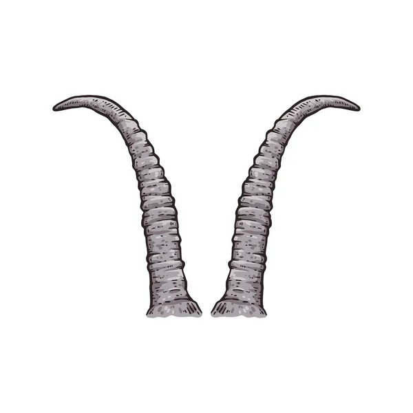 Skimitar rohatý oryx rohy kreslení izolované na bílém pozadí. — Stockový vektor