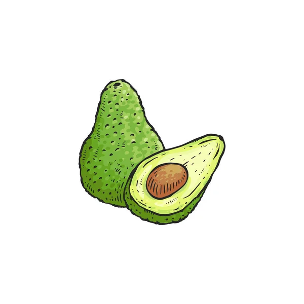 Green avocado drawing isolated on white background — ストックベクタ
