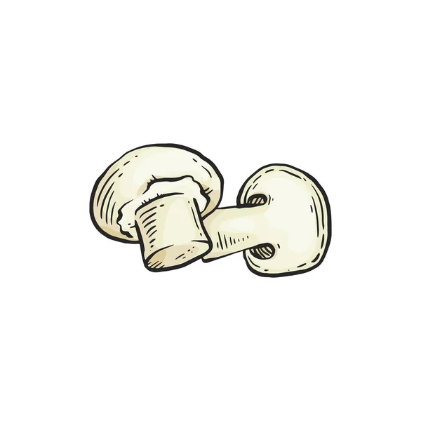White cremini champignon mushroom drawing in sketch style — ストックベクタ