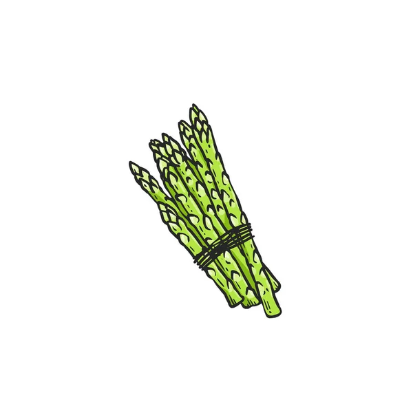 Manojo de espárragos verdes atado con cuerda — Archivo Imágenes Vectoriales