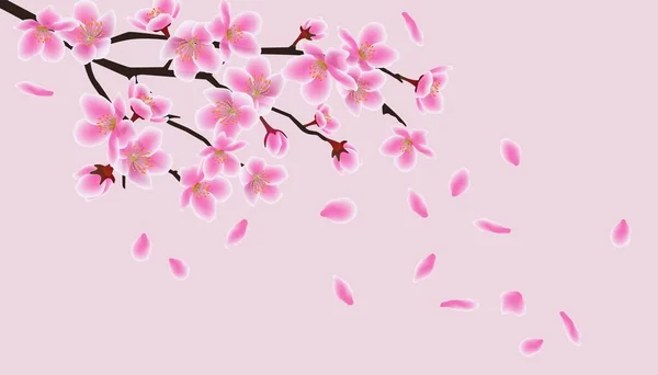 Japonês asiático sakura flores, rosa cereja flor . — Vetor de Stock