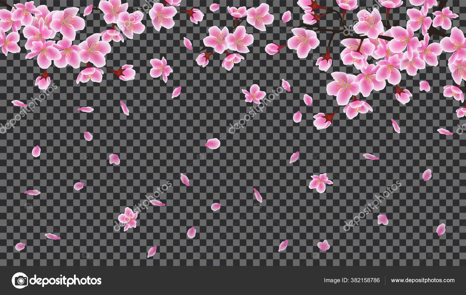 Falling pink sakura petals realistic illustration on transparent